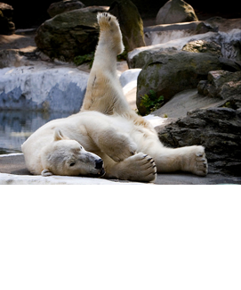 The White Bear King